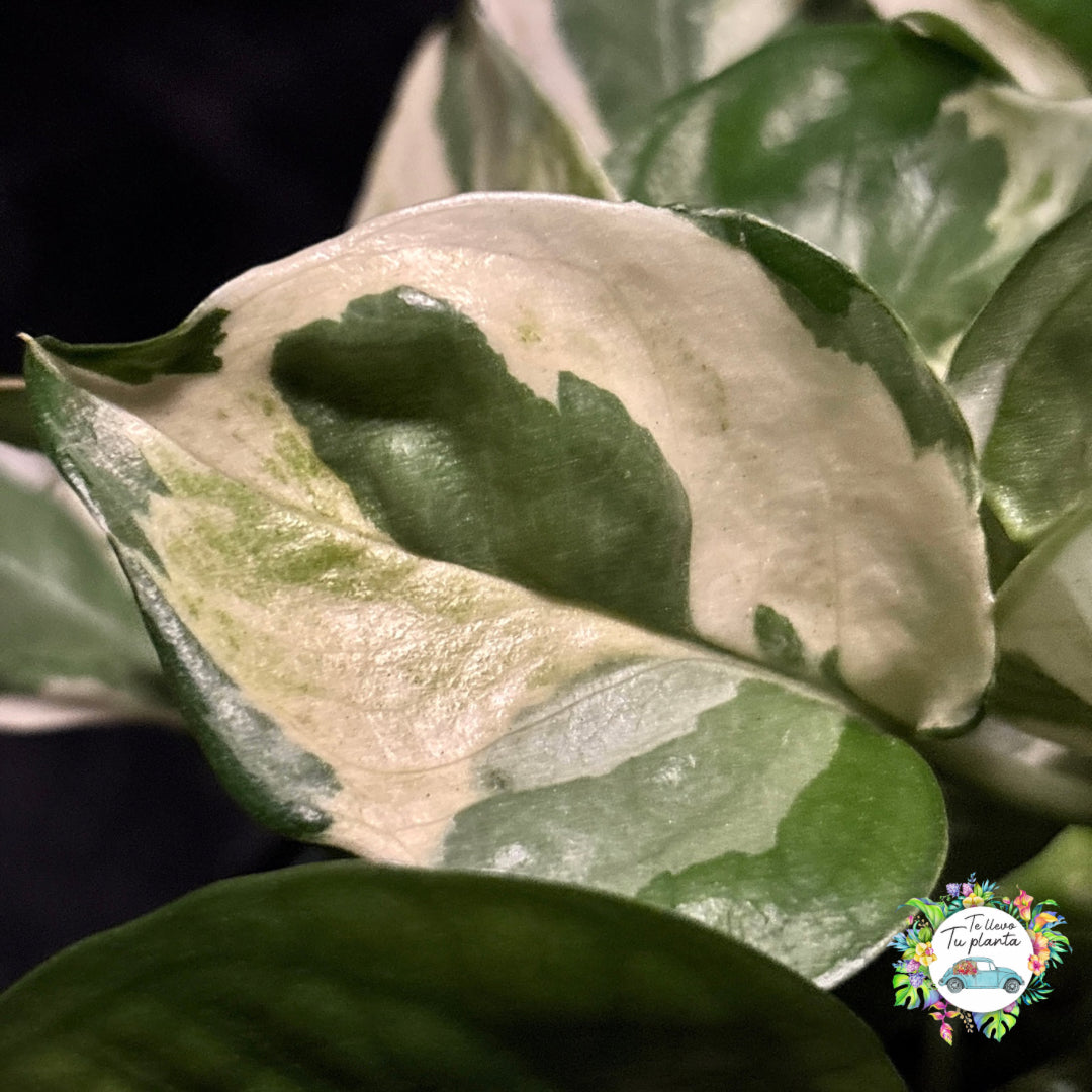 Pothos Glacier | Epipremnum Aureum Glacier  "5
