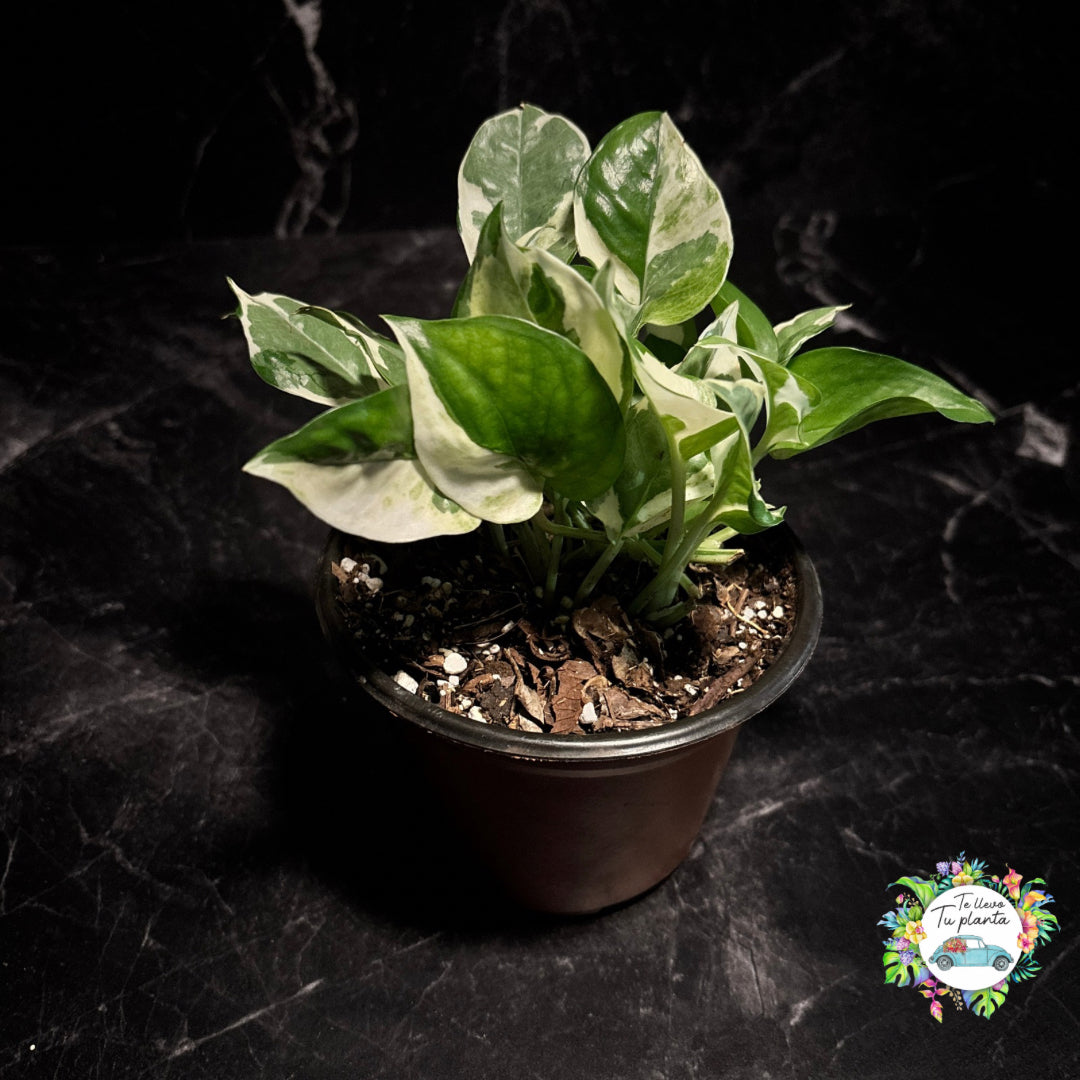 Pothos Glacier | Epipremnum Aureum Glacier  "5