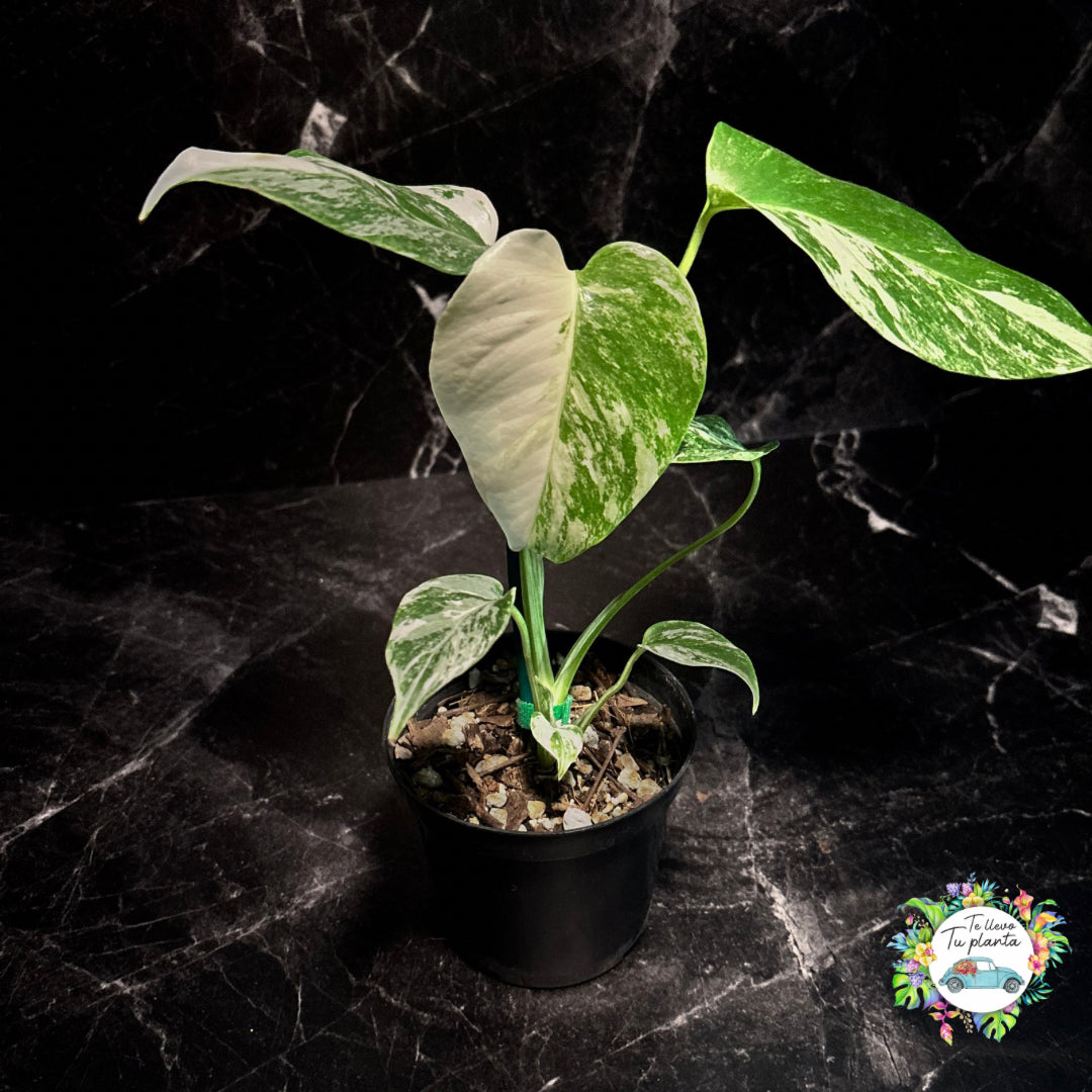 Monstera Borsigiana Albo “4