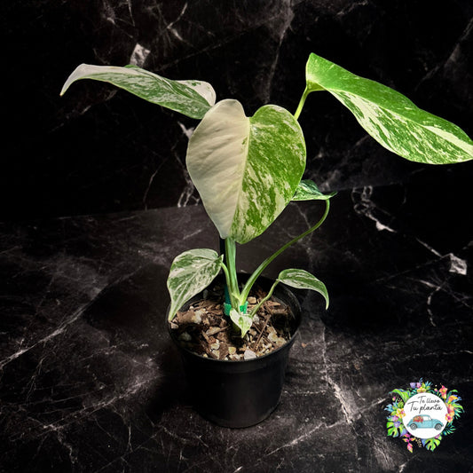 Monstera Borsigiana Albo “4