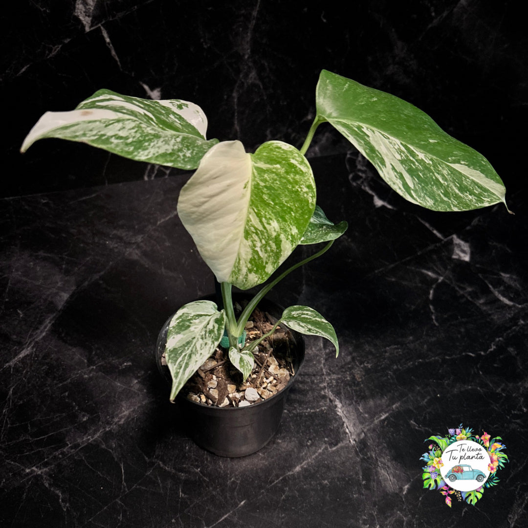 Monstera Borsigiana Albo “4