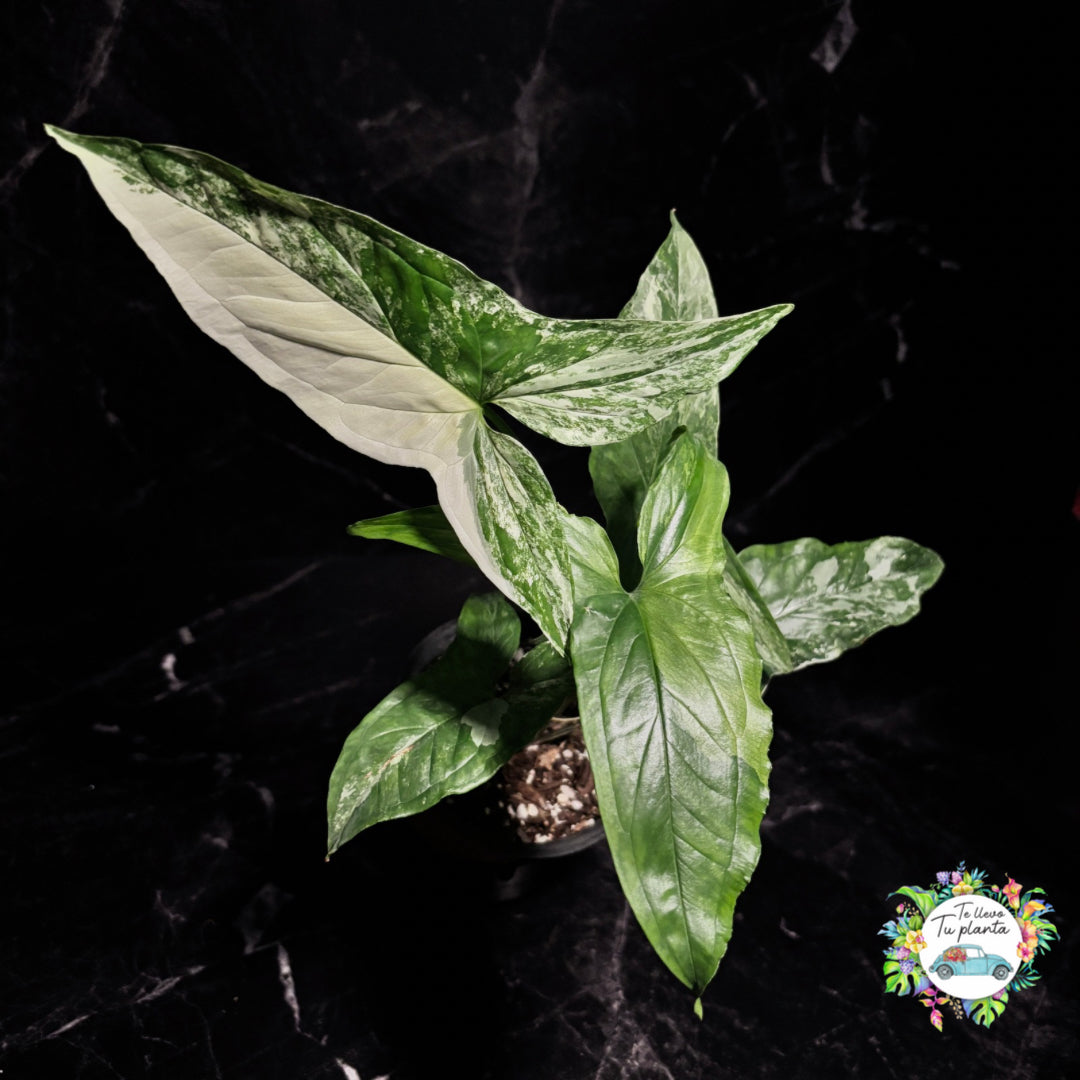 Syngonium Albo Varigada "6
