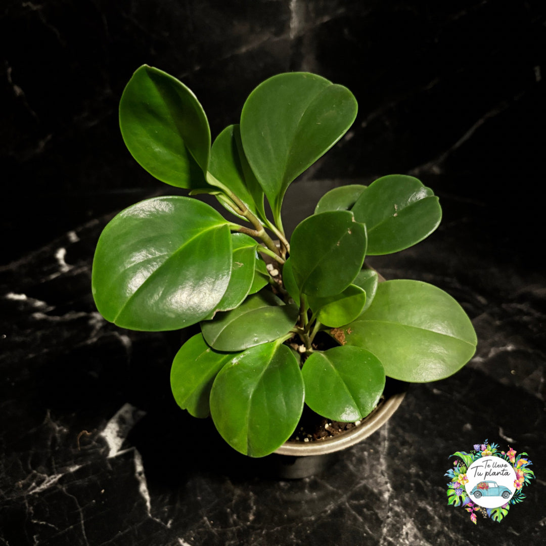 Peperomia Obtusifolia “5