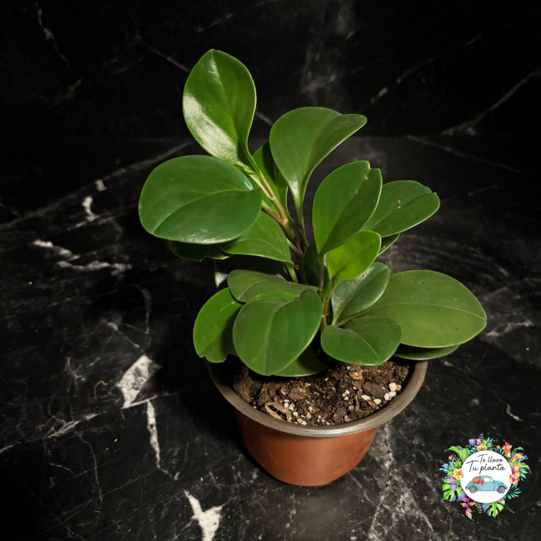 Peperomia Obtusifolia “5