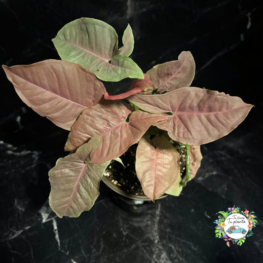 Syngonium Pink Neón Robusta “6