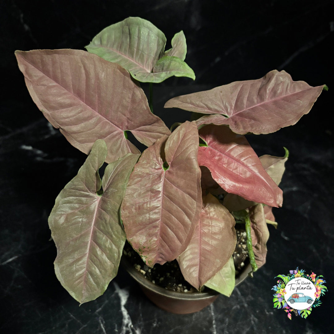 Syngonium Pink Neón Robusta “6