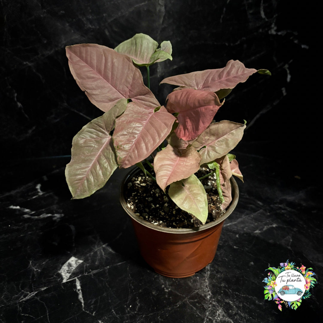 Syngonium Pink Neón Robusta “6