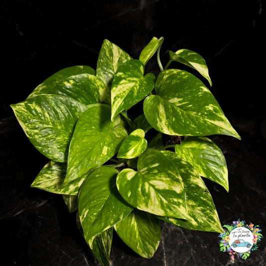 Pothos Hawaiian | Epipremnum Aureum Hawaiian "5