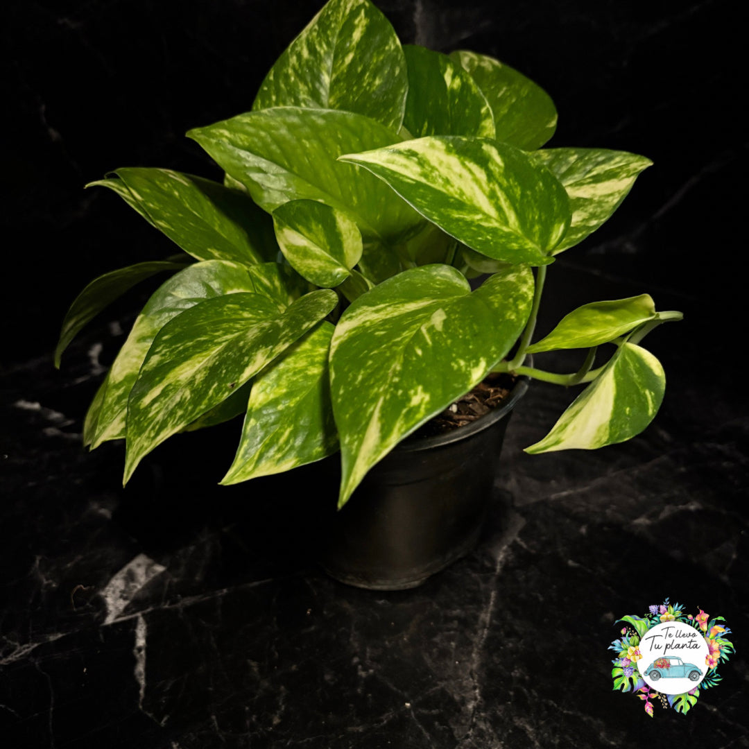 Pothos Hawaiian | Epipremnum Aureum Hawaiian "5