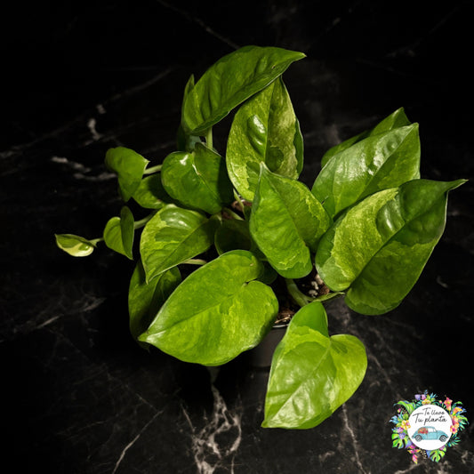 Pothos Emerald| Epipremnum Aureum Emerald “5