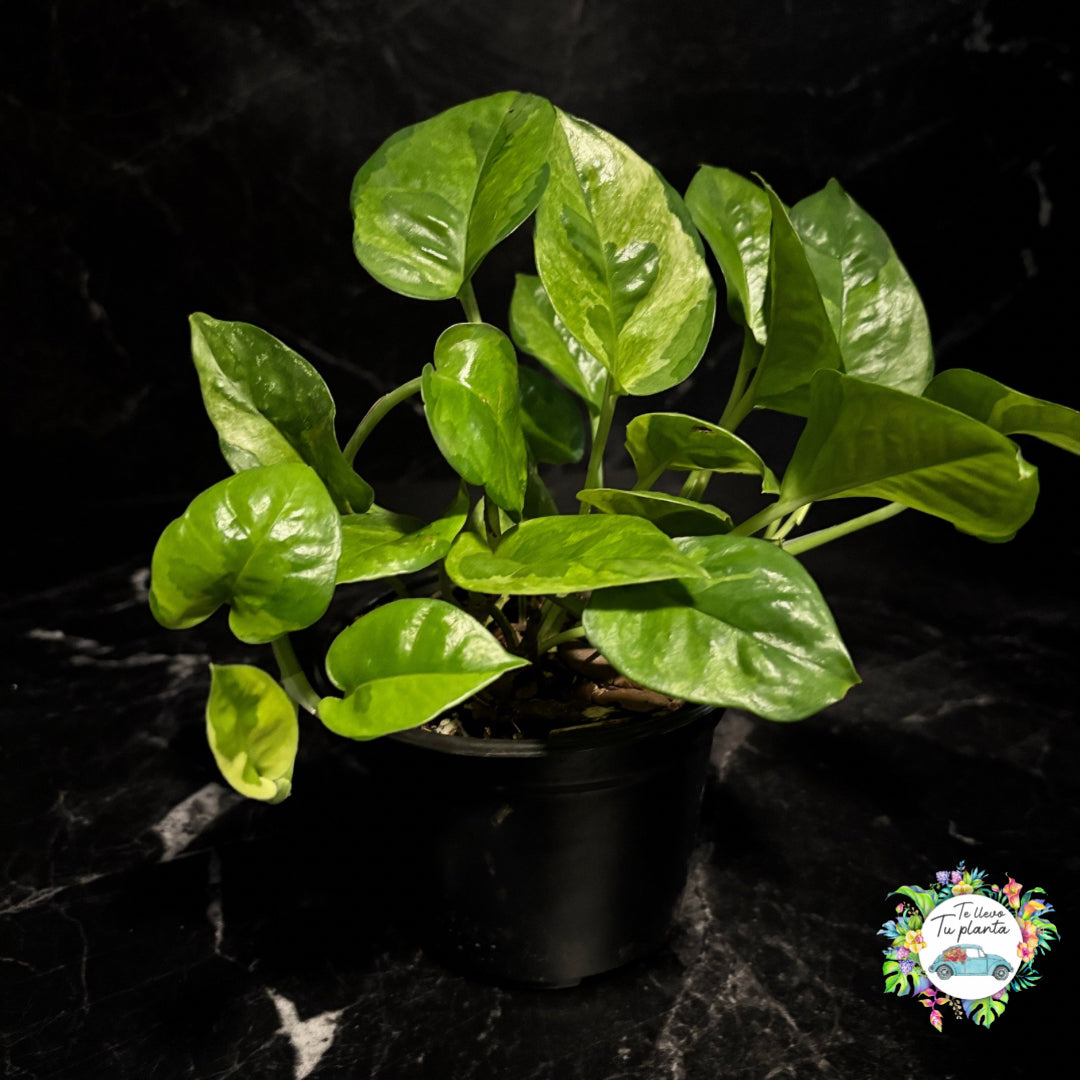 Pothos Emerald| Epipremnum Aureum Emerald “5