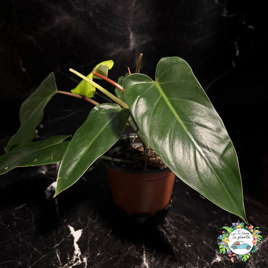 Philodendron Erubescens Red Emerald “6