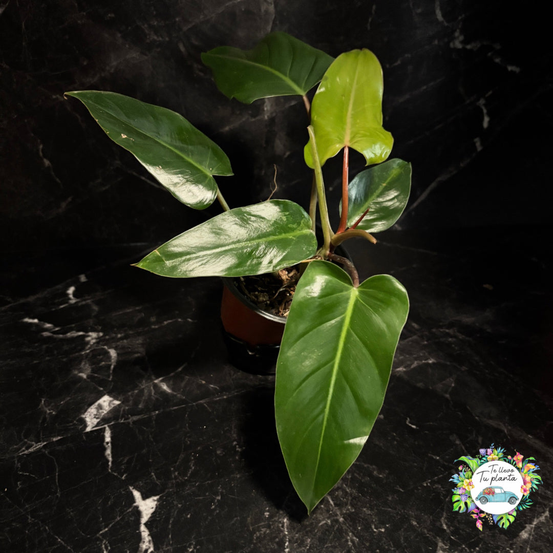 Philodendron Erubescens Red Emerald “6
