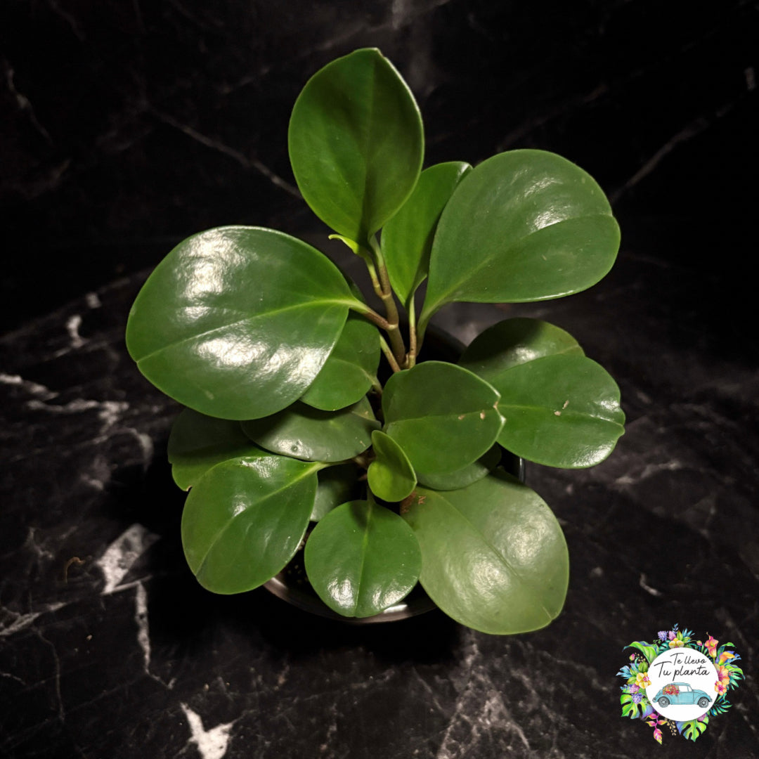 Peperomia Obtusifolia “5