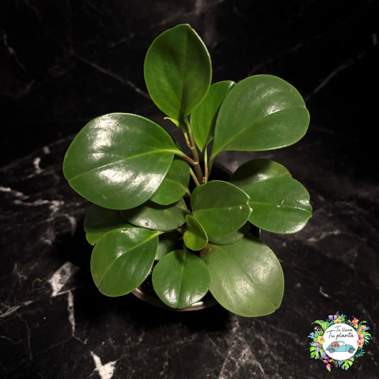 Peperomia Obtusifolia “5