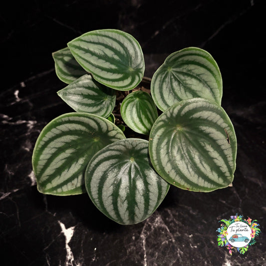 Peperomia Agryreia “6