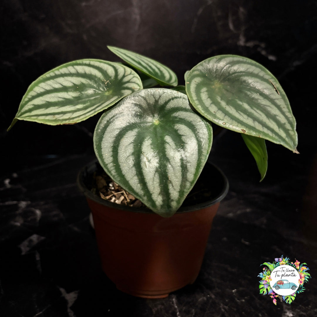 Peperomia Agryreia “6