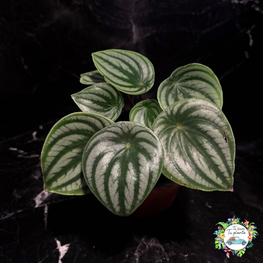 Peperomia Agryreia “6