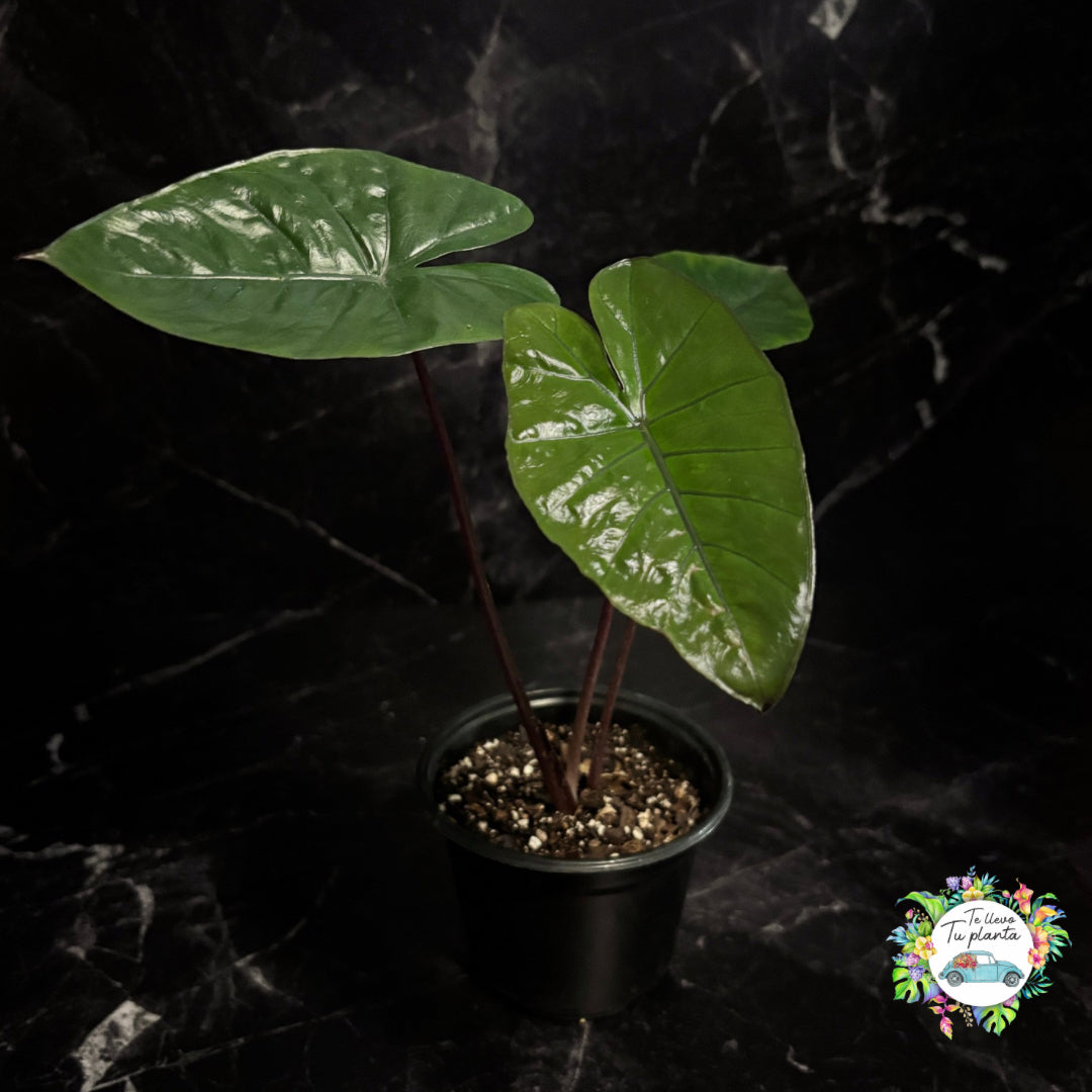 Alocasia Yucatán Princess "4