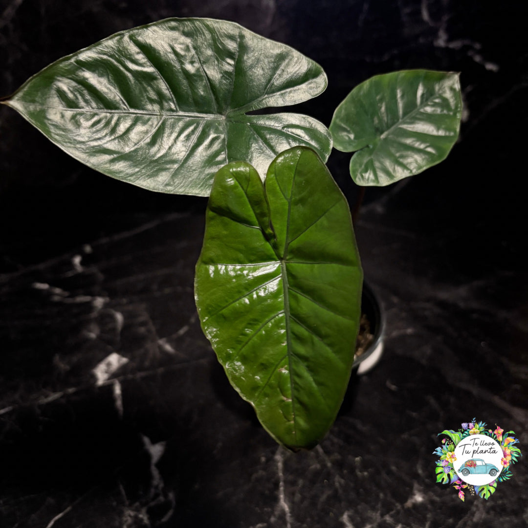 Alocasia Yucatán Princess "4
