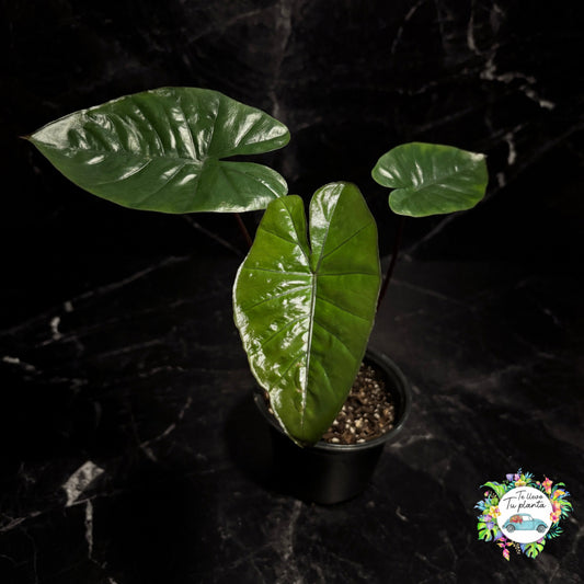 Alocasia Yucatán Princess "4