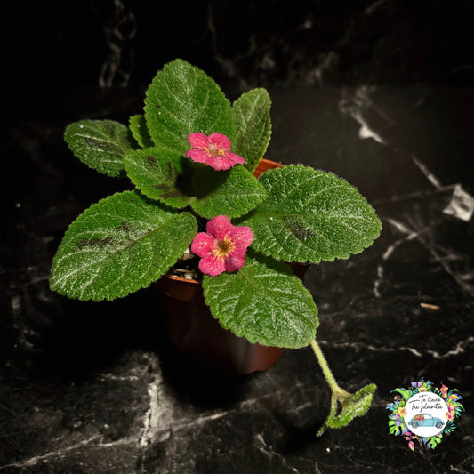 Episcia Sunrise “4