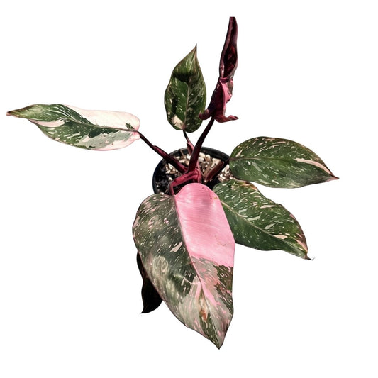 Philodendron Pink Princess Marble "4