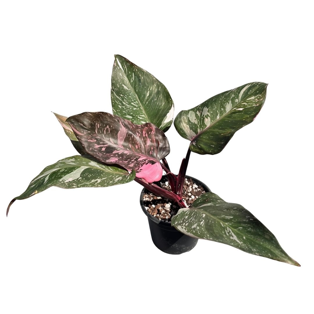 Philodendron Pink Princess Marble "4