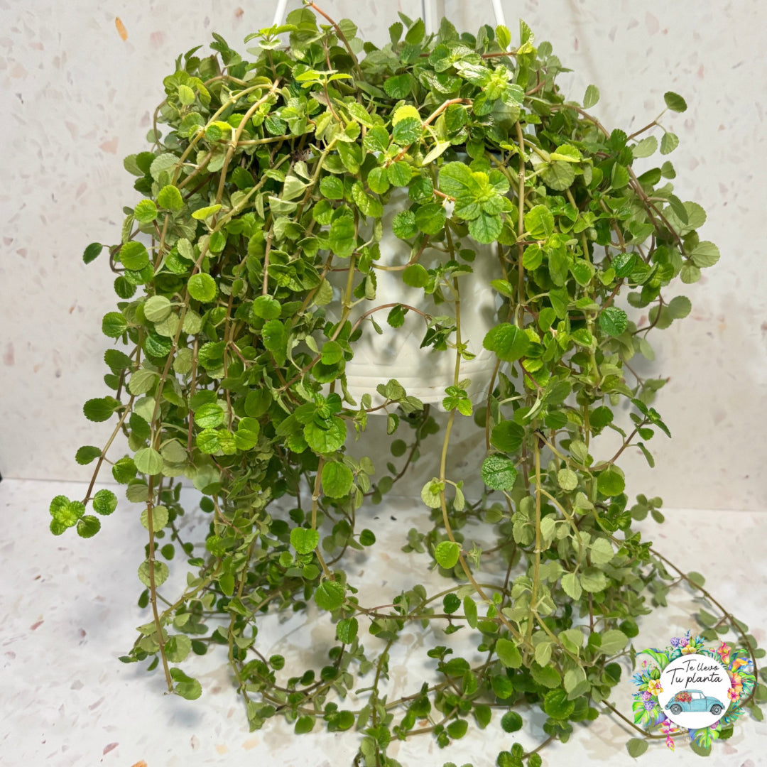 Pilea depressa colgante “7