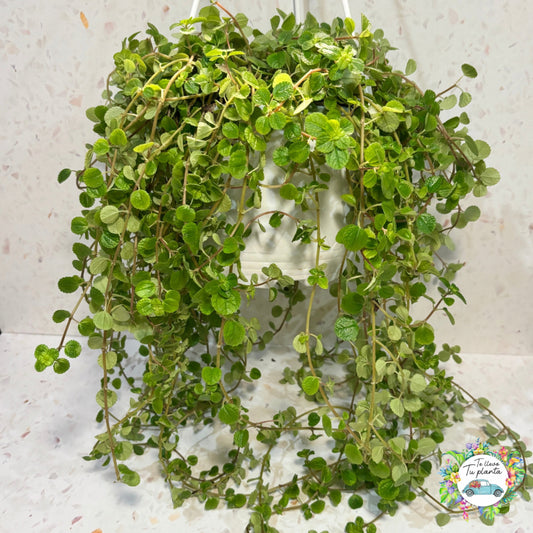 Pilea depressa colgante “7