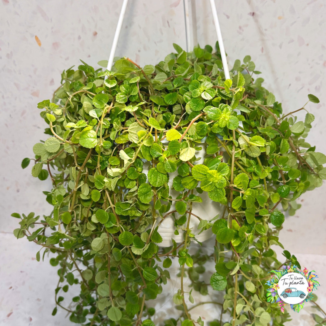 Pilea depressa colgante “7