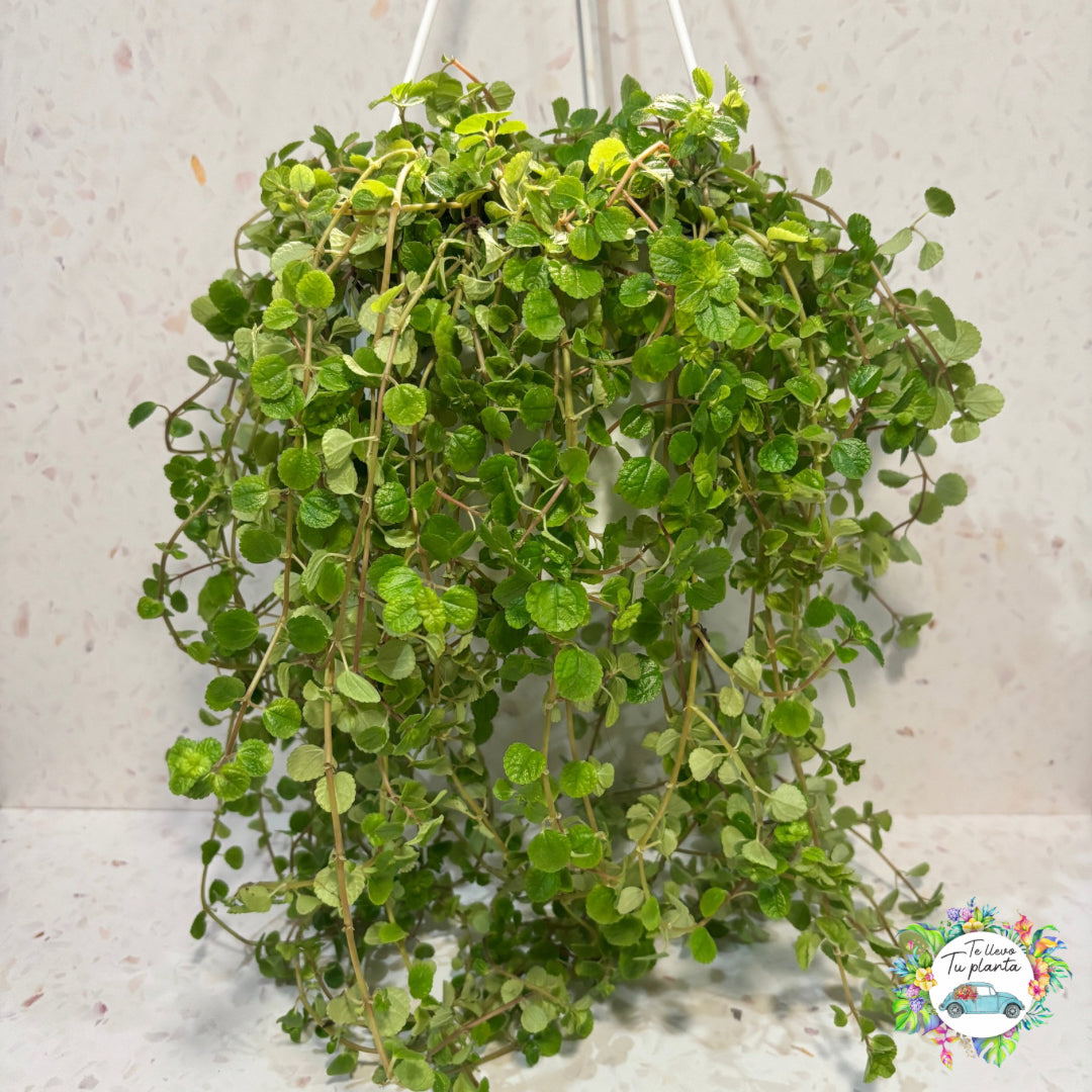 Pilea depressa colgante “7