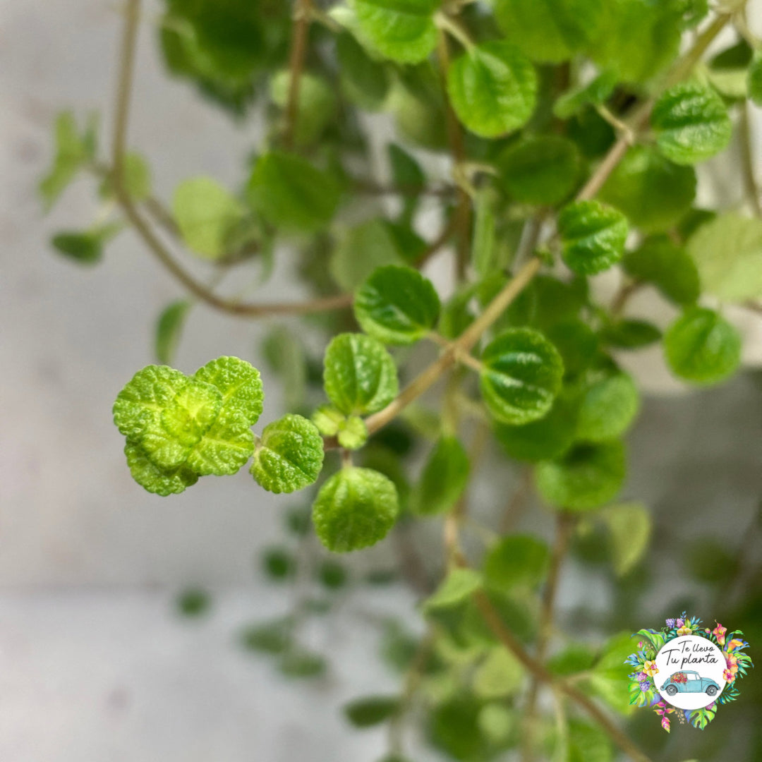 Pilea depressa colgante “7
