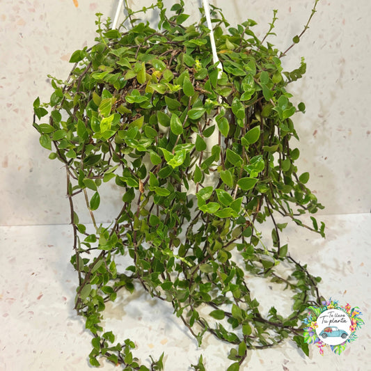 Callisia Cordiflora Colgante "7