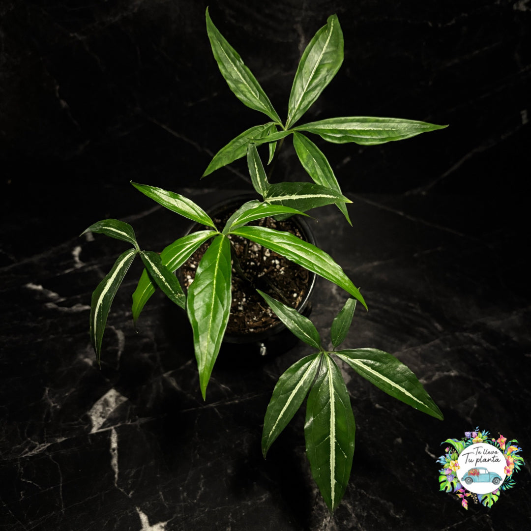 Syngonium Angustatum Little Star “5