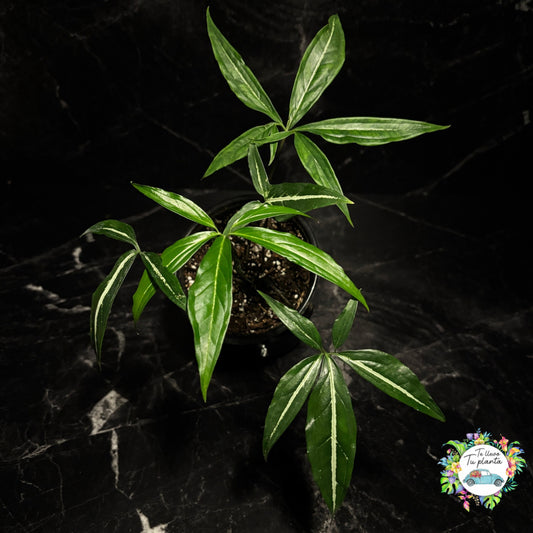 Syngonium Angustatum Little Star “5