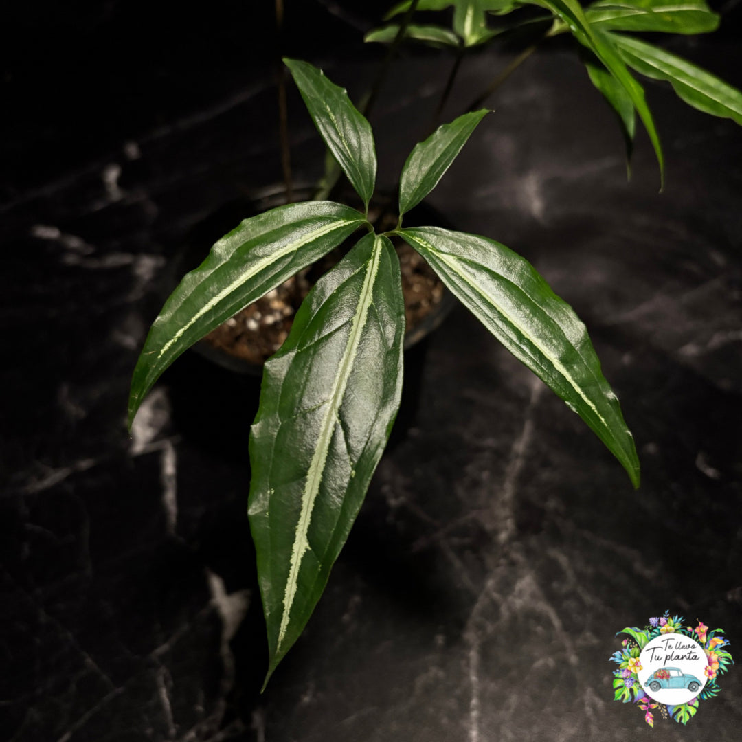 Syngonium Angustatum Little Star “5