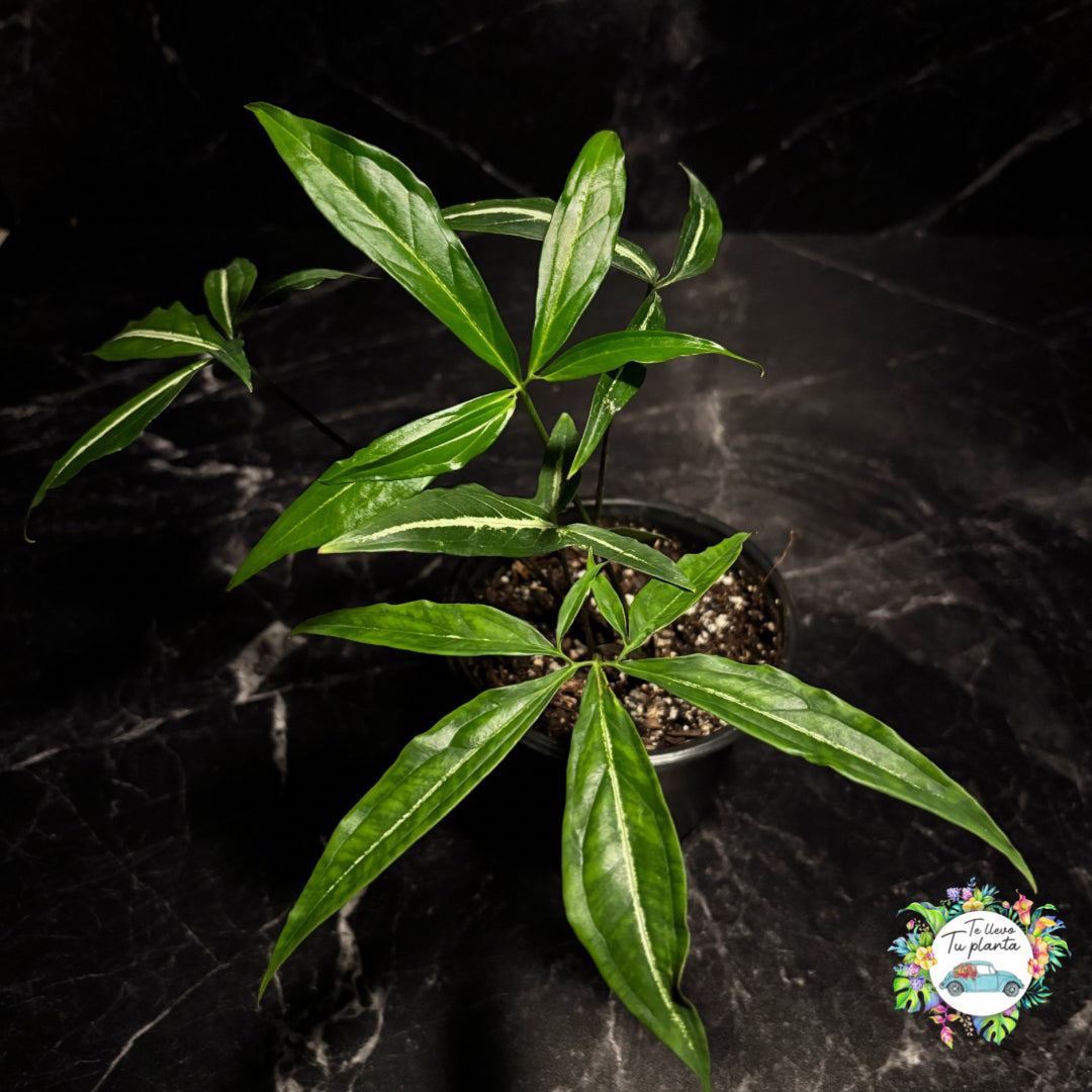 Syngonium Angustatum Little Star “5