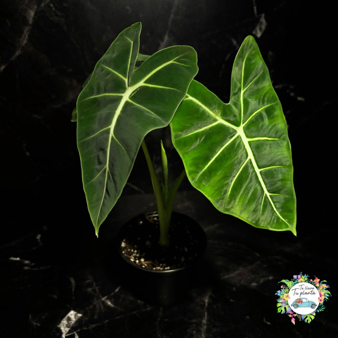 Alocasia Frydek “6
