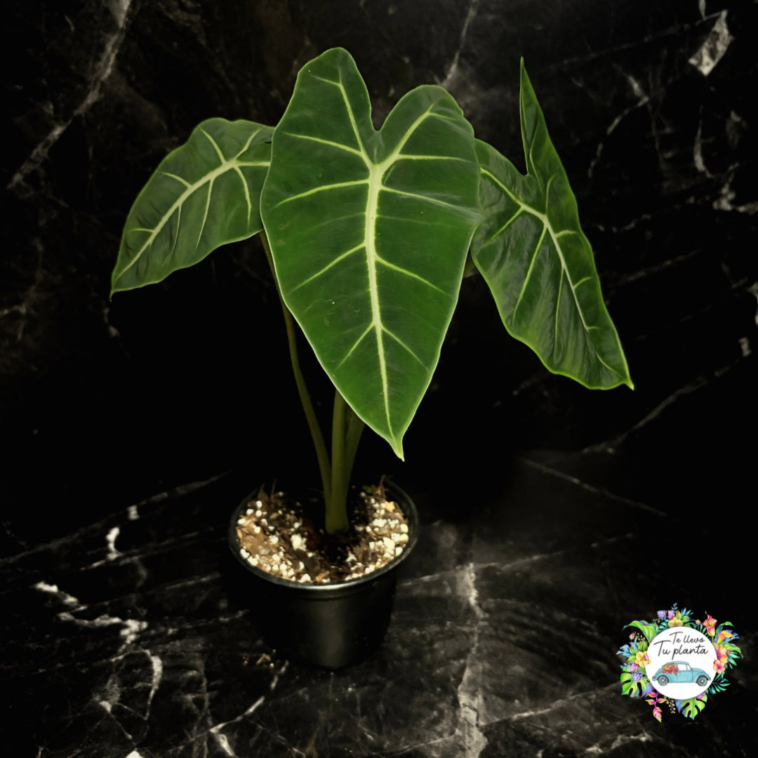 Alocasia Frydek “6