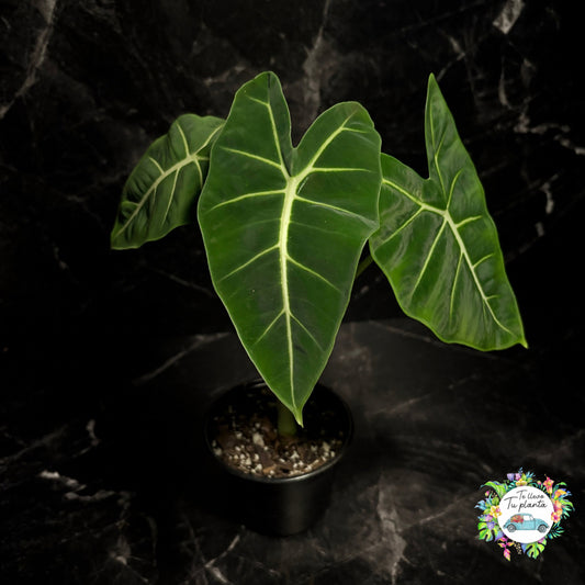 Alocasia Frydek “6