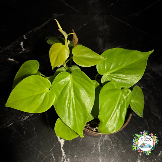 Philodendron Hederaceum Lemon Lime “6