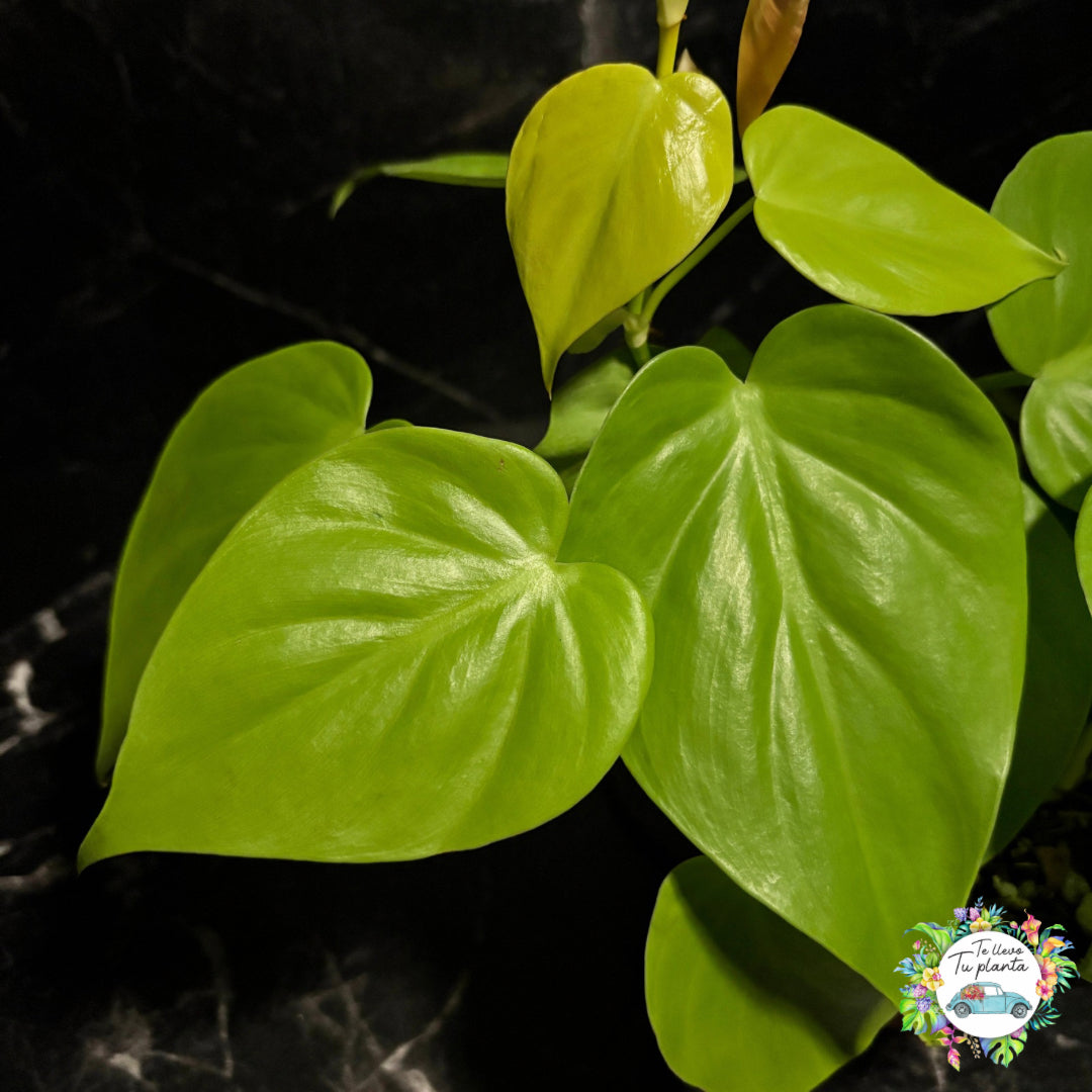 Philodendron Hederaceum Lemon Lime “6