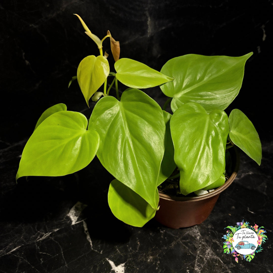 Philodendron Hederaceum Lemon Lime “6