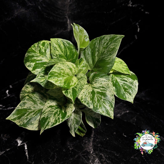 Epipremnum Aureum Marble Queen | Pothos Marble Queen “5