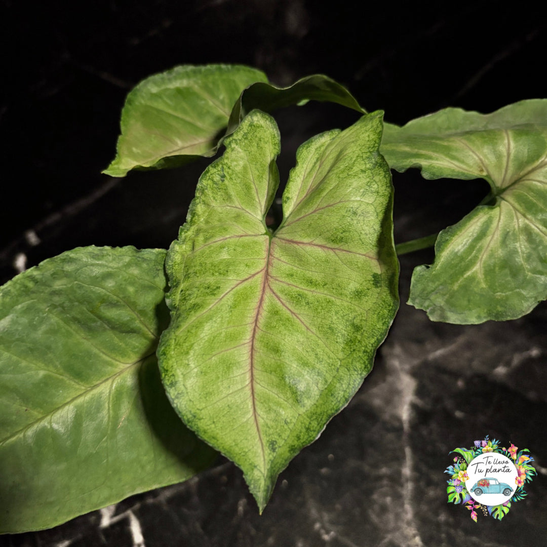 Syngonium Bold Allusion “5