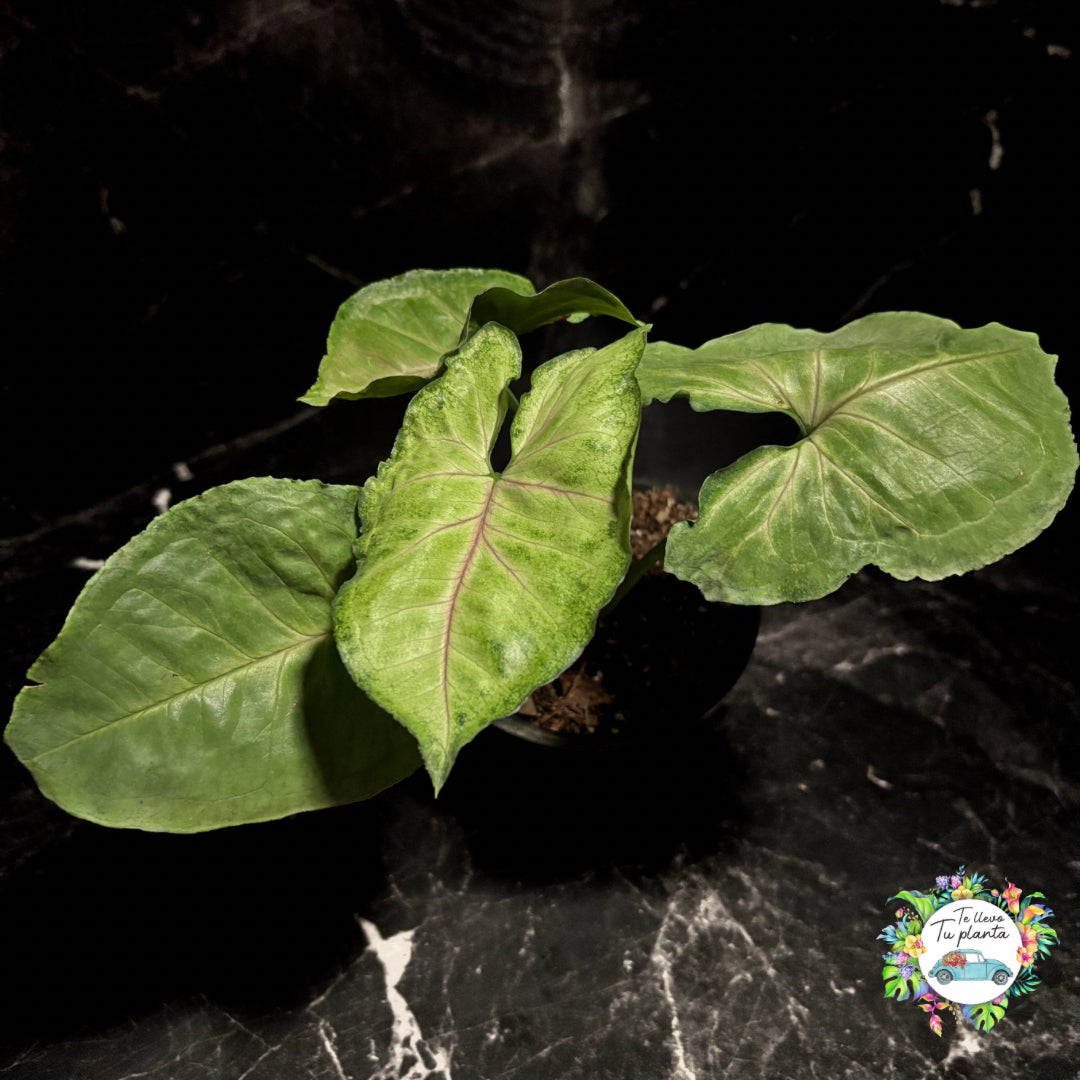 Syngonium Bold Allusion “5
