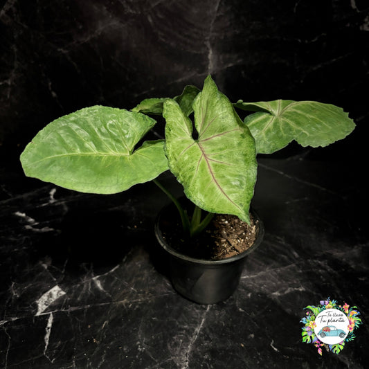 Syngonium Bold Allusion “5