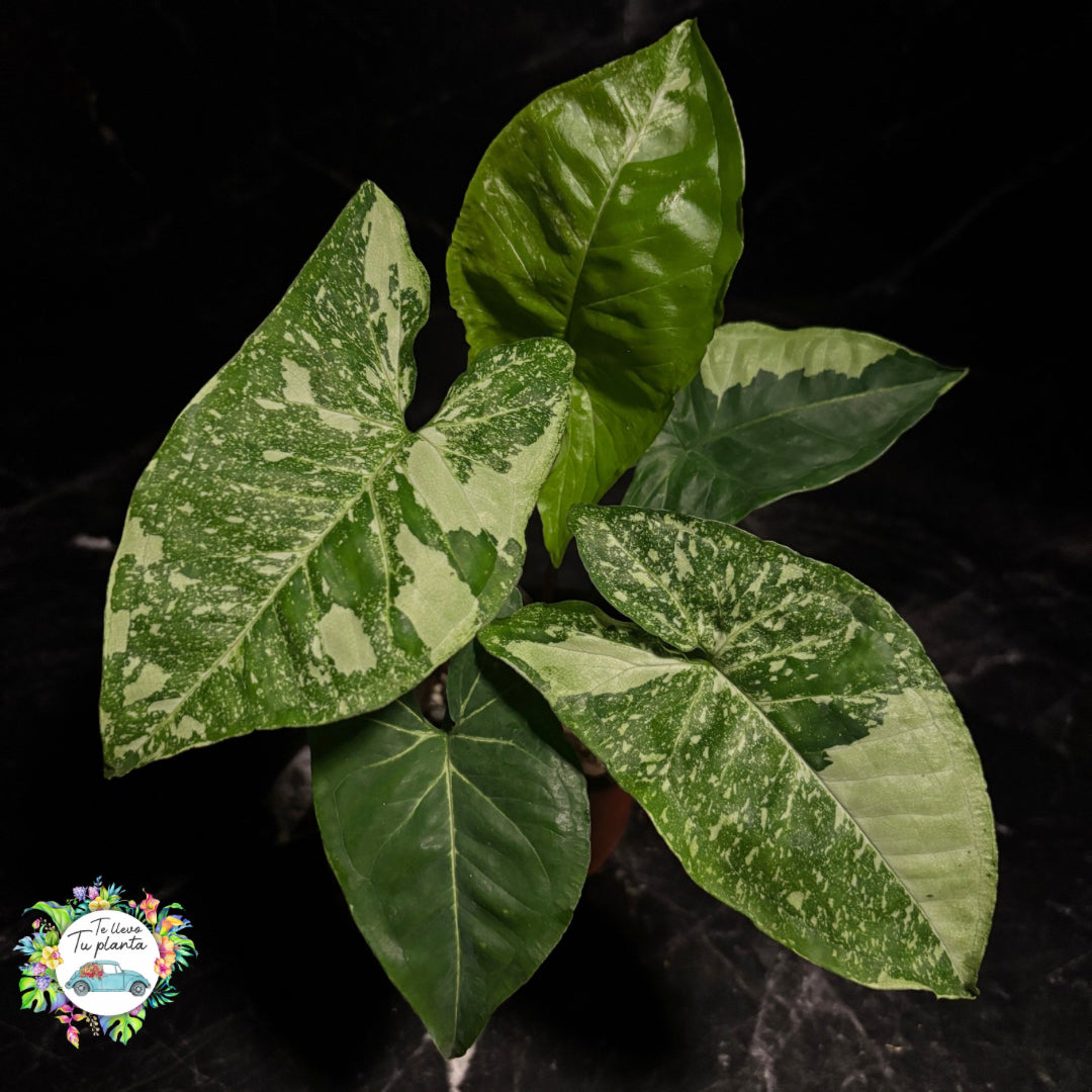 Syngonium Panda Galaxy “4