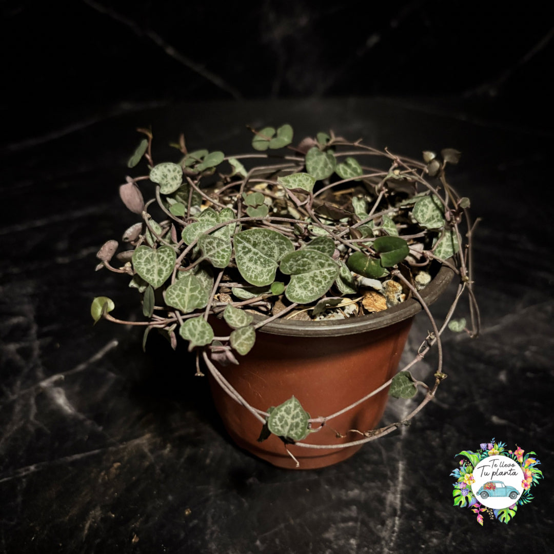 Ceropegia Woodii “4